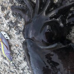 春イカエギング