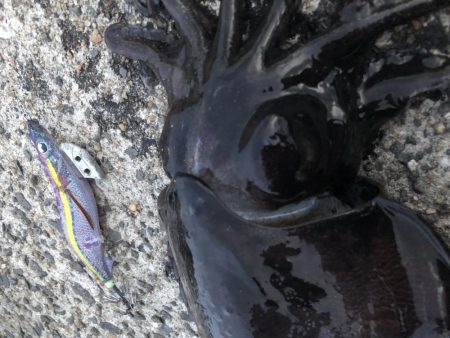 春イカエギング