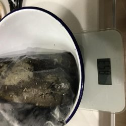 夕まずめエギング 7戦5勝