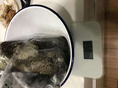 夕まずめエギング 7戦5勝