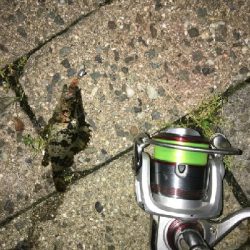 北側水道メバル釣果