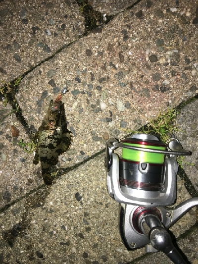 北側水道メバル釣果