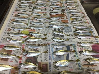 豆アジばかり