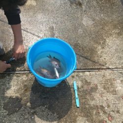 ウミタナゴってなに？？