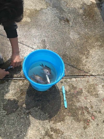 ウミタナゴってなに？？