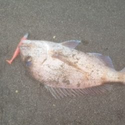 マゴチの楽しい季節です