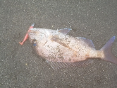 マゴチの楽しい季節です