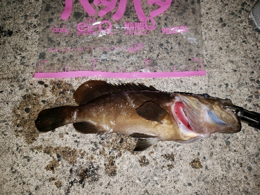 まさかのクエ！