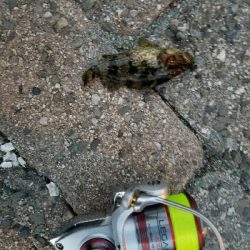 南芦屋浜メバル調査