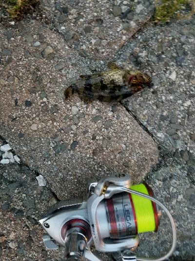 南芦屋浜メバル調査