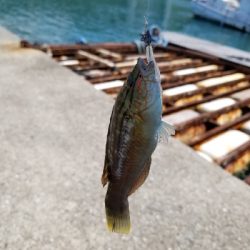 癒されガッシー