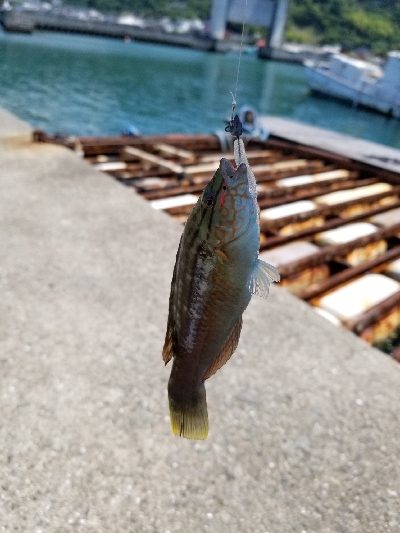 癒されガッシー