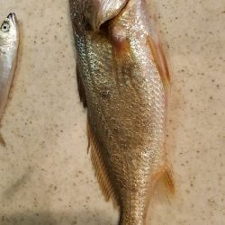 メジナチャレンジ