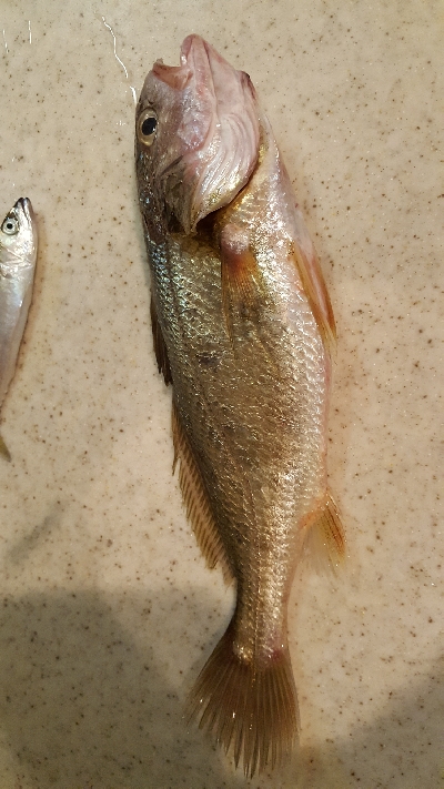 メジナチャレンジ