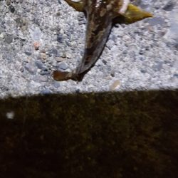 ２日連続夜釣り