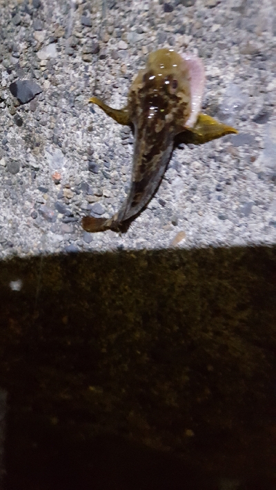 ２日連続夜釣り