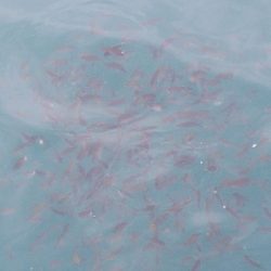 イワシ釣り ~水潮気味だがイイ感じ~