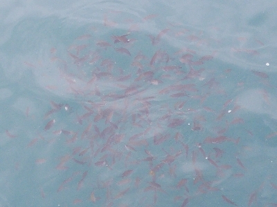 イワシ釣り ~水潮気味だがイイ感じ~