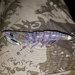 ヤリイカを釣りに…