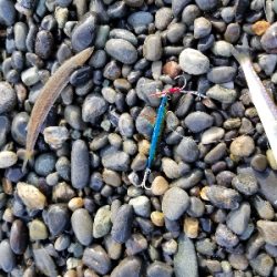 千本浜でジグサビキ！