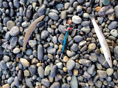 千本浜でジグサビキ！