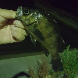 短時間メバリング