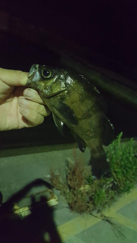 短時間メバリング