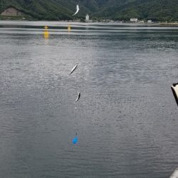 サビキとごかい　梅雨の合間