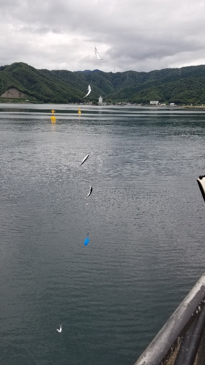 サビキとごかい　梅雨の合間