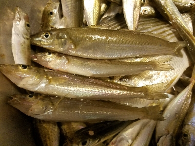 キス釣り　～ヘダイも出た！～