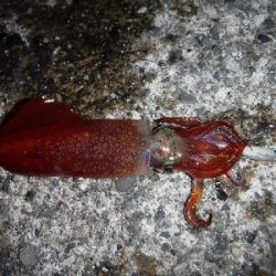 またまたライトエギング‼️