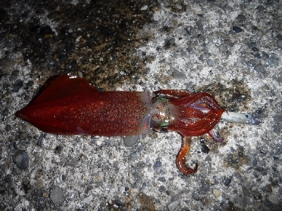 またまたライトエギング‼️