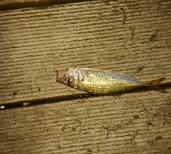 豆アジいらっしゃいました