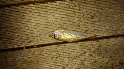 豆アジいらっしゃいました