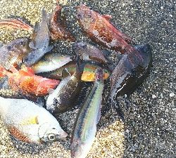 アジュール舞子、メバル、メゴチ、ウミタナゴ