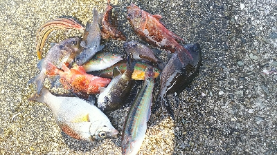 アジュール舞子、メバル、メゴチ、ウミタナゴ