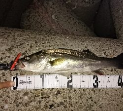 花見川シーバス