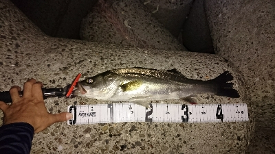 花見川シーバス