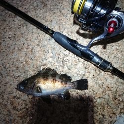 フロートメバリング