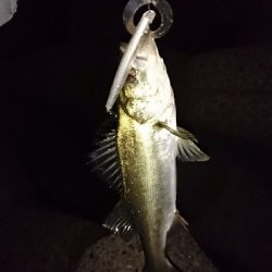 安定の花見川シーバス