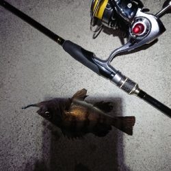 サイズがイマイチ