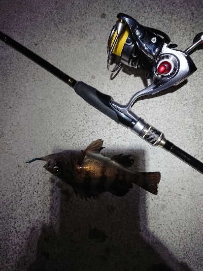 サイズがイマイチ