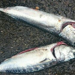 久しぶりの沖一文字