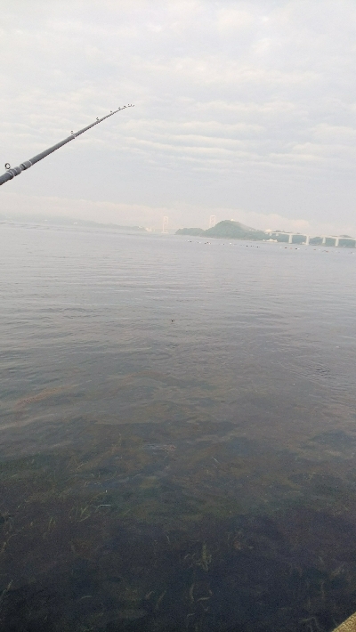 初ライトワインドでガシラ爆釣