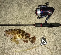 タチウオ狙いで阿賀マリノ