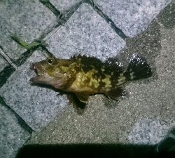 welcome to gashiland