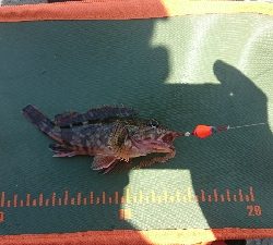 坊主逃れに・・・