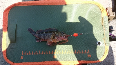 坊主逃れに・・・