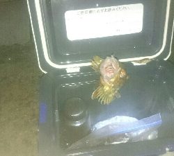 gashiland 2 ~endless rain~