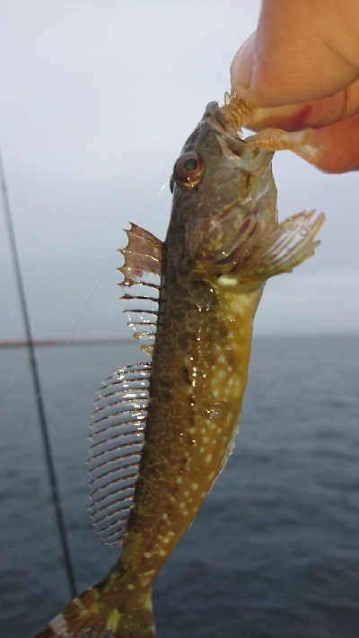 初めての船釣り